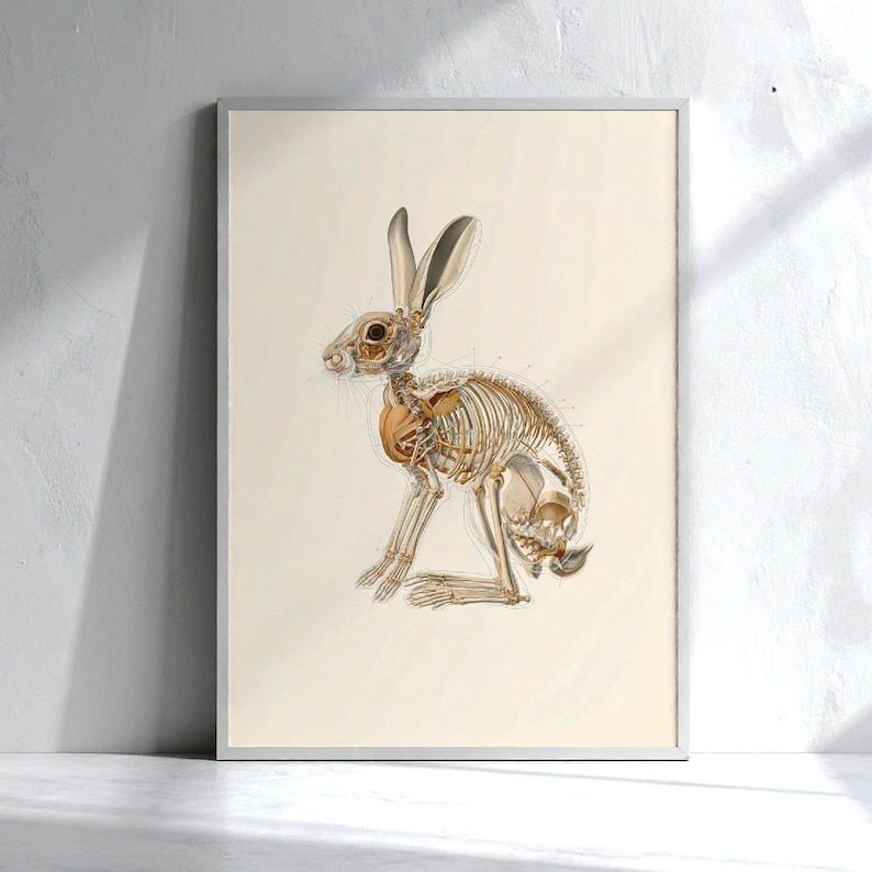 Veterinary anatomy print of a rabbit, illustrated with detailed skeletal system and internal organs in golden brown tones. Displayed in a minimalist frame against a white textured wall, the artwork has a clean scientific style. Ideal wall decor for veterinary clinics, rabbit care facilities, biology classrooms, or science-themed interiors, offering both professional educational use and aesthetic value.