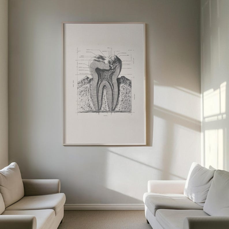 Large framed vintage tooth cross-section diagram displayed between two white sofas in a bright room, medical-themed wall art.