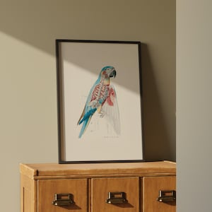 Veterinary anatomy poster of a colorful parrot showing its skeleton, organs, and muscles in scientific detail. Framed in black and leaning against a wooden cabinet, the artwork blends vintage medical illustration style with modern interior design. Ideal wall art for a veterinary clinic, bird hospital, or educational classroom, serving both decorative and instructional purposes for animal anatomy learning.