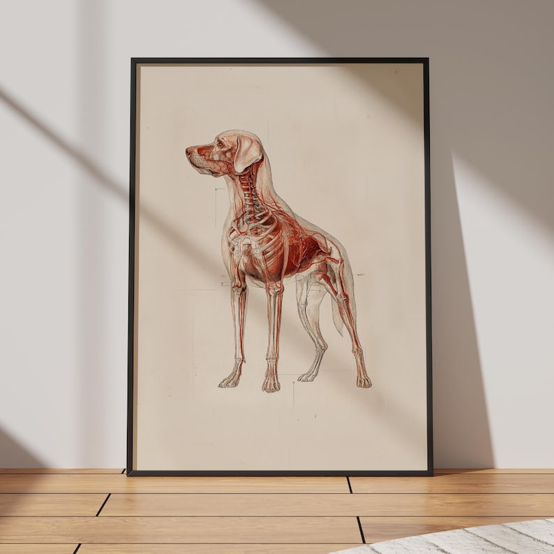 Veterinary anatomy poster of a dog, illustrated in vintage style with visible skeleton and muscular system in red and white tones. The framed print leans against a wall in bright natural light on a wooden floor. Ideal wall decor for a veterinary clinic, animal hospital, or biology class, combining professional educational art with stylish interior design for pet lovers and medical professionals.
