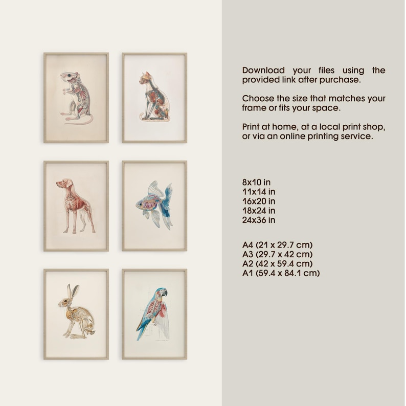 Complete set of six veterinary anatomy posters shown together, with included size options for printing in inches and centimeters. The artwork set features anatomy illustrations of a dog, cat, rabbit, rat, fish, and parrot, each revealing skeletal and muscular details. Designed as printable wall art for vet clinics, animal hospitals, classrooms, or science-inspired home decor, suitable for various frames and wall spaces.