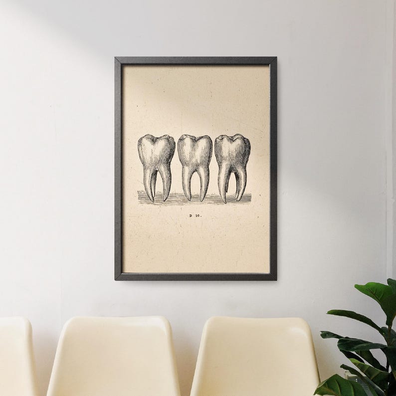 Two framed vintage dental prints with wooden frames hanging on a tiled wall near a window, featuring tooth and jaw anatomy drawings.