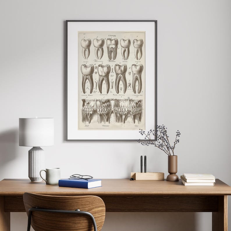 Close-up view of a framed vintage tooth anatomy chart on a wooden desk with books, lamp, and decor, ideal for dental office wall decoration.