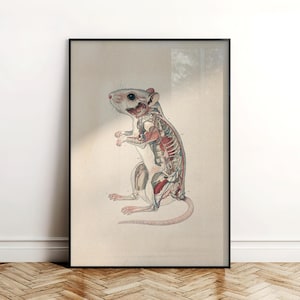 Detailed veterinary anatomy poster of a rat, illustrated with its skeleton, organs, and muscle system in scientific accuracy. The vintage-style print is framed in black and placed on a wooden floor against a white wall. Perfect for veterinary clinics, laboratories, and biology classrooms, this artwork adds professional, educational decor while showcasing the complexity of small animal anatomy.