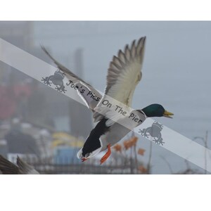 Duck in flight