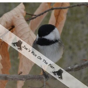 Black Caped Chickadee
