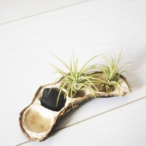 Pea Pod of Air Plants // Airplants and River Stone Display image 5