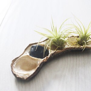 Pea Pod of Air Plants // Airplants and River Stone Display image 1