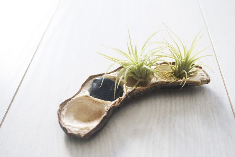 Pea Pod of Air Plants // Airplants and River Stone Display image 1