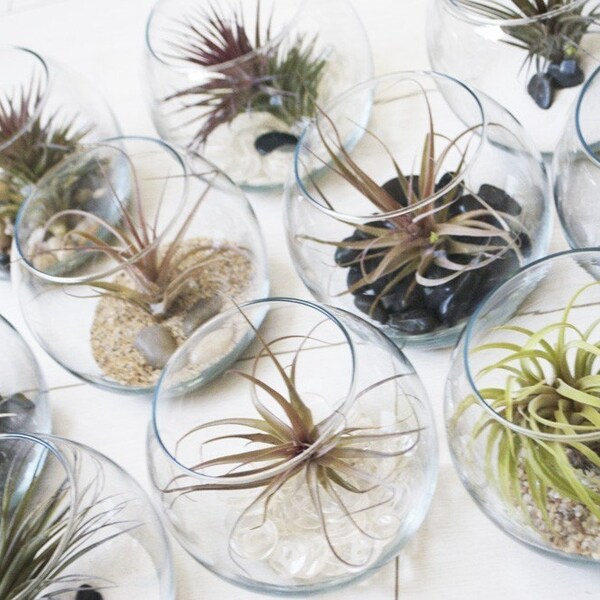 Fish Bowl Airplant Terrarium // Air Plant with Adornments