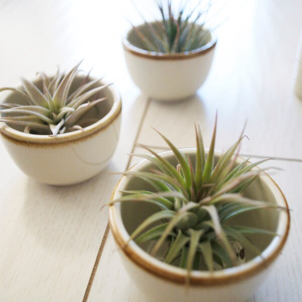 SALE // Sake Shot Plant // Small Air Plant in a Japanese Vase