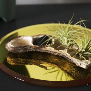 Pea Pod of Air Plants // Airplants and River Stone Display image 2