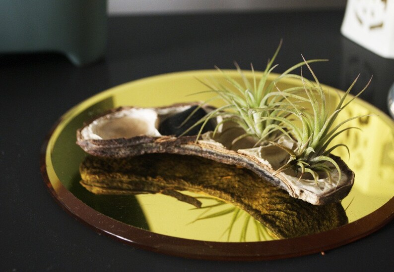 Pea Pod of Air Plants // Airplants and River Stone Display image 2