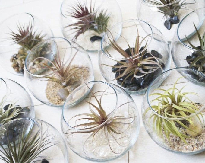 Small Fish Bowl Terrarium // Air Plant With Adornments Etsy