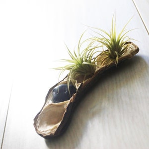 Pea Pod of Air Plants // Airplants and River Stone Display image 3