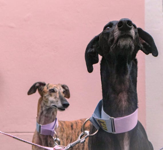 Martingale Hundehalsband Zugstopphalsband Windhundhalsband Galgo Halsband  Gurtband Greyhound Pastel Edition - Etsy Israel