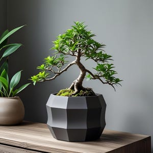 May include: A bonsai tree with bright green foliage and a textured brown trunk is potted in a geometric black container. The plant sits on a wooden surface, with a neutral grey background. The bonsai is a miniature tree, a symbol of peace and harmony.