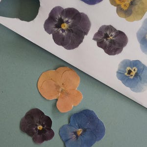 May include: Pressed pansy flowers in shades of blue, purple, and orange are arranged on a white surface. A pair of black scissors with a white handle is in the foreground. The flowers are a craft supply.