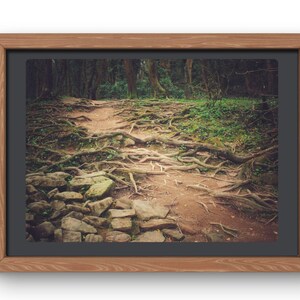 Fotografia forestale, foto di boschi stampabili, foto digitale di foreste mistiche e fatate, fotografia naturalistica, fotografia di paesaggi, arte murale stampabile