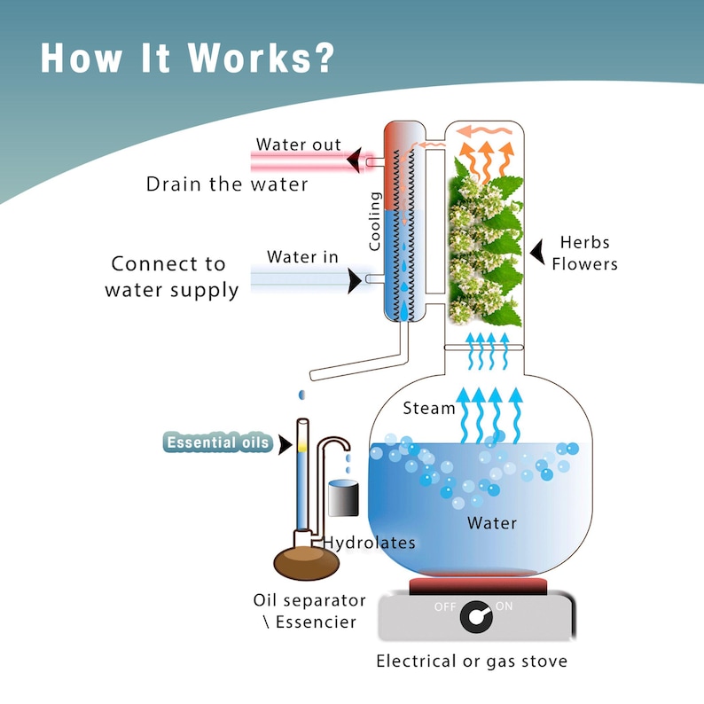 Pu&ograve; includere: Diagramma che illustra il processo di estrazione degli oli essenziali. L'immagine mostra un apparato di distillazione con etichette che indicano l'ingresso e l'uscita dell'acqua, il raffreddamento, il vapore e gli oli essenziali. Il processo coinvolge erbe e fiori.