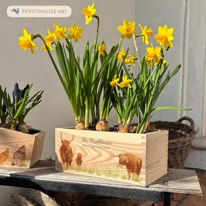 May include: A wooden planter box with a personalised inscription that reads "The Bradshaws,  Where Our Love Grows". The planter is filled with yellow daffodils and has a Highland cow family design on the front.