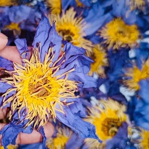 Organic Whole Blue Lotus Flowers | Egyptian Blue Lotus | Crushed Blue Lotus | Nymphaea Caerulea | Sacred Water Lily |Blue Lotus Flowers BULK