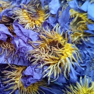 Organic Blue Lotus Flowers | Nymphaea Caerulea | Dried Blue Lily from Ceylon | Egyptian Lotus | Sacred Water Lily |Organically Whole Flowers