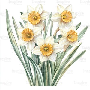22 Daffodil Watercolor Clipart: Spring Floral Botanical Art (JPGs)