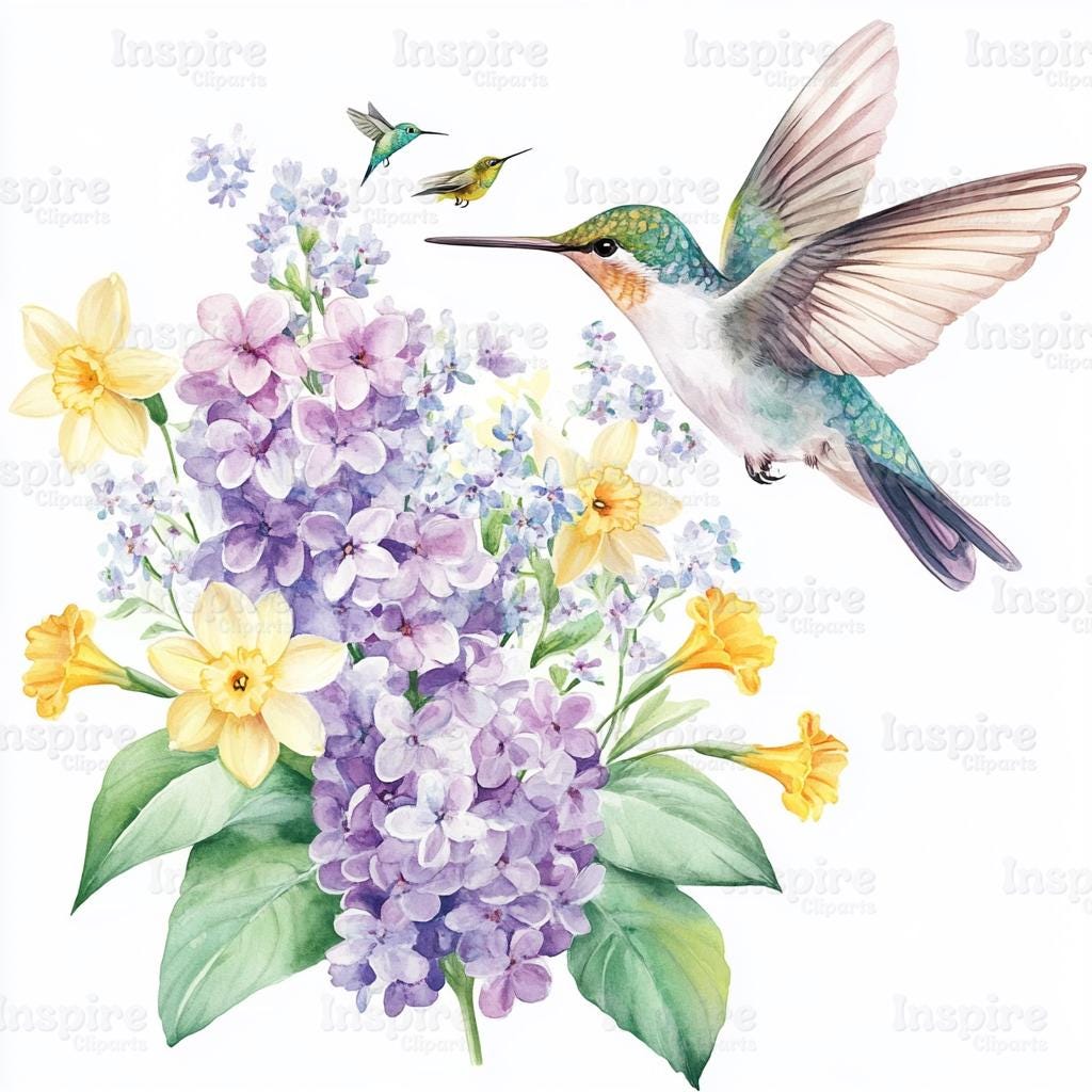 15 Spring Hummingbird Illustrations, Colibri Graphics, Printable Watercolor clipart, High Quality JPGs, Digital download, Paper craft