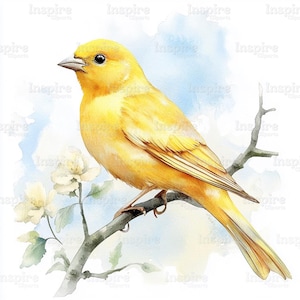 15 Canary Clipart, Watercolor Canary Illustration, Printable Watercolor clipart, High Quality JPGs, Digital download, Paper craft