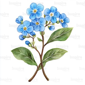 Collection de cliparts ne m'oubliez pas, illustration de myosotis, clipart aquarelle imprimable, fichiers JPG de haute qualité, téléchargement numérique, créations en papier