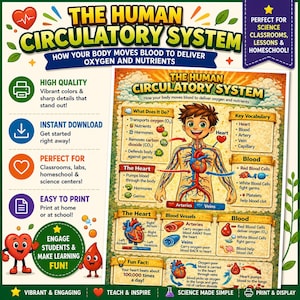Op de afbeelding: Een educatieve poster getiteld The Human Circulatory System, met een centrale illustratie van een persoon met zichtbaar hart en bloedvaten, omringd door tekstblokken die bloedfuncties, hartanatomie en belangrijke woordenschat uitleggen.