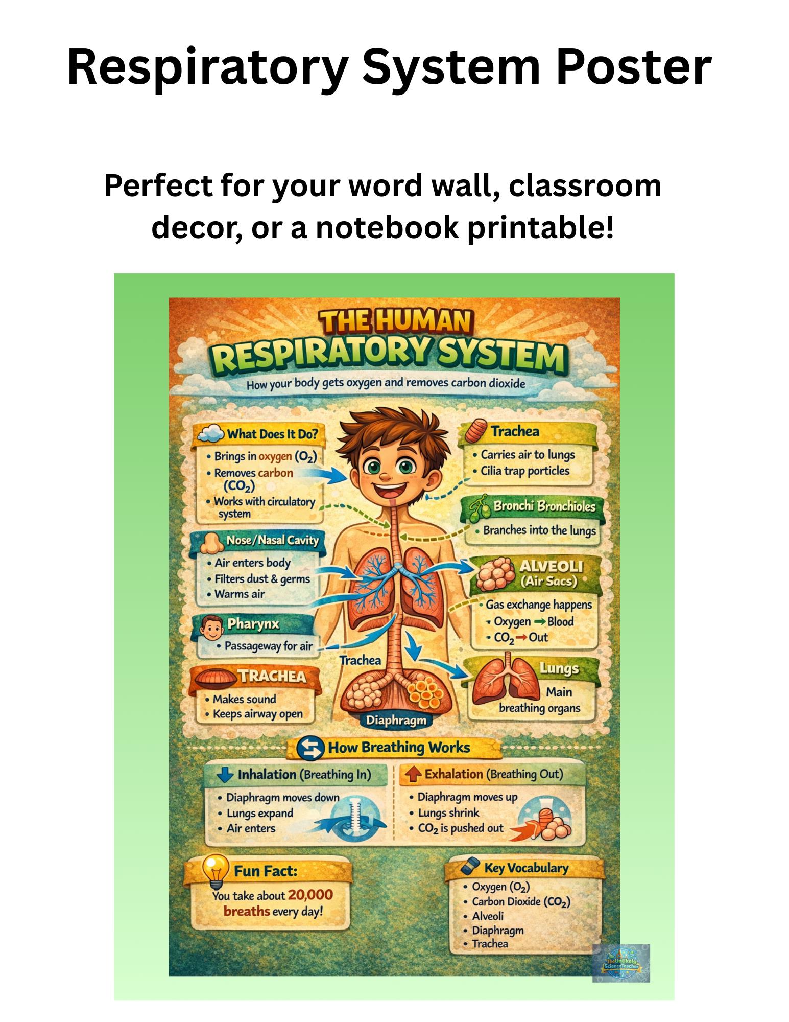 Human Respiratory System Poster NGSS Aligned PDF Printable - Etsy