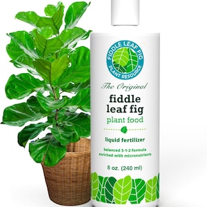 May include: A fiddle leaf fig plant in a woven basket next to a white bottle of liquid fertilizer. The bottle has a green and blue logo and text that reads "fiddle leaf fig plant food" and "8 oz."