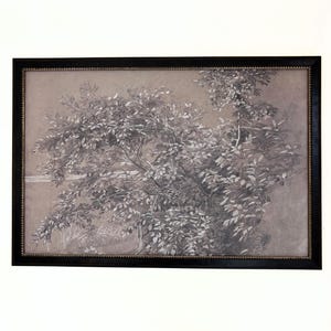 Antique Botanical Sketch Framed Print Wall Art