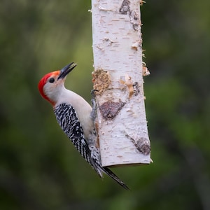 Puede incluir: Un pájaro carpintero de cabeza roja con rayas blancas y negras posado en un tronco de abedul. El pájaro está mirando hacia la izquierda y tiene el pico abierto.