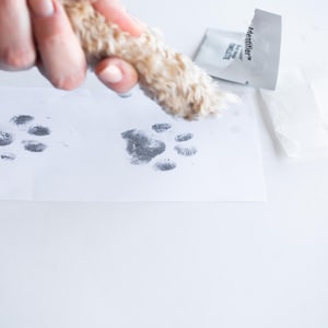 Inkless Pet Paw Print Kit – No Mess Paw Print Keepsake for Dogs and Cats, Safe and Easy DIY Memory, Pet Keepsake, Pet Lover Gift