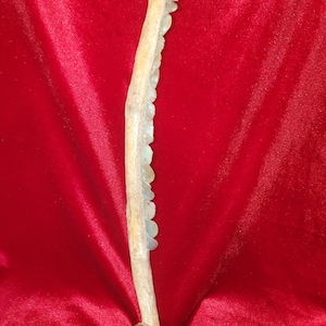Flint Stone Sickle with Teeth Imbedded in a Rib Bone Replica Ancient Tools