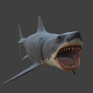 May include: A three-dimensional digital model of a great white shark with a dark gray dorsal side and a light cream-colored underbelly. The shark is depicted with its mouth wide open, revealing rows of sharp, pointed teeth and a dark interior.