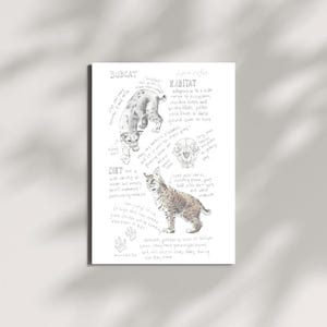 May include: A watercolor print featuring a bobcat illustration with handwritten notes detailing its habitat, diet, and physical characteristics. The print includes two bobcat drawings and a skull illustration, with text describing the animal's behavior and size.