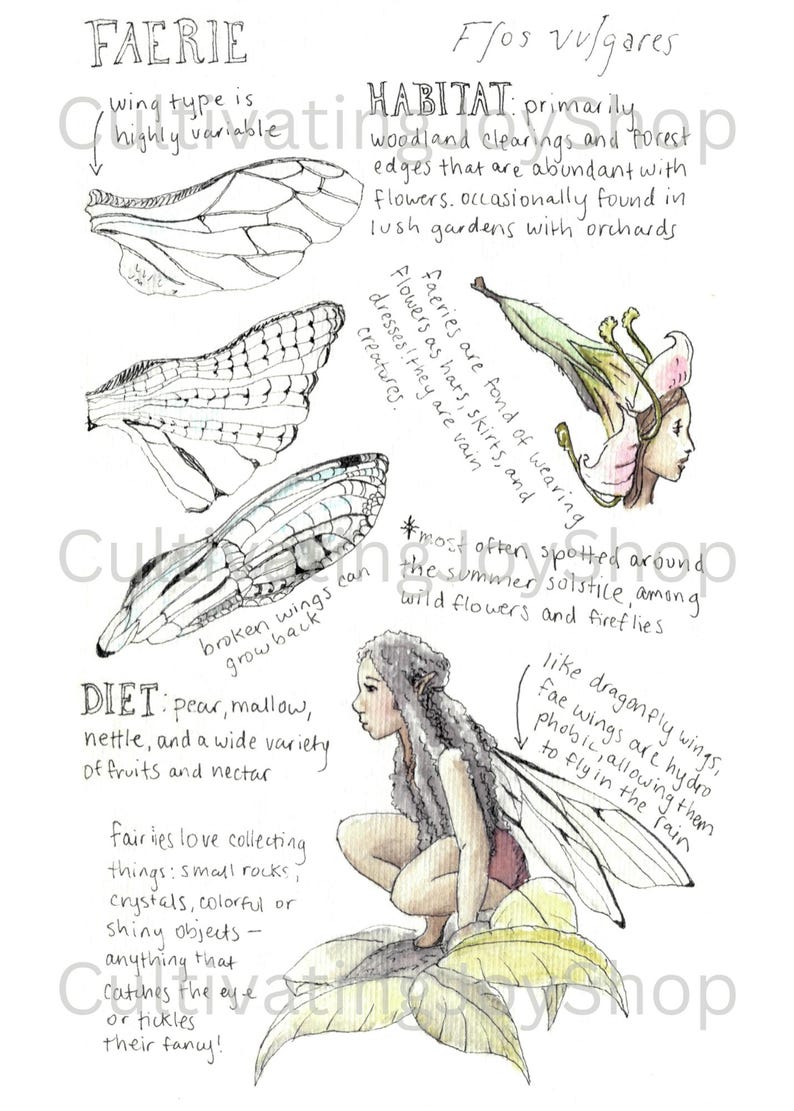 Faerie Field Guide Print – Hand-illustrated Fantasy Art, Mythical ...