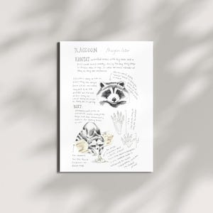 Raccoon Field Guide Art Print - Digital Download Wildlife Illustration - Nature Wall Art - Raccoon Lover Gift - Woodland Animal Decor