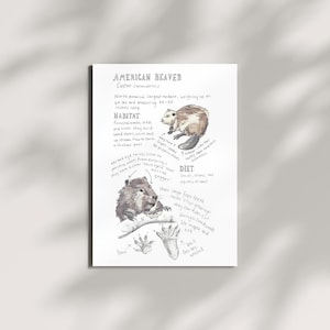 American Beaver Field Guide Art Print - Digital Download Wildlife Illustration - Nature Wall Art - Woodland Decor - Natural Science Print
