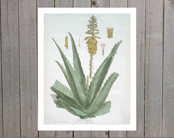 Aloe Vera Digital Download, French Botanical Wall Art, Vintage Art, 8x10 and 11x14, Printable, Instant Download