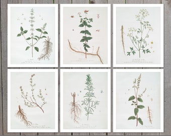 6 Cooking Herbs Digital Download, Basil, Oregano, Parsley, Rosemary, Sage, Thyme Flower art, French Botanical Wall Art, Vintage Art, 8x10