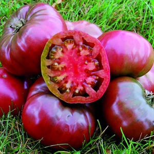 30 Purple Cherokee Tomato Seeds | HEIRLOOM NON GMO | Fresh Seed