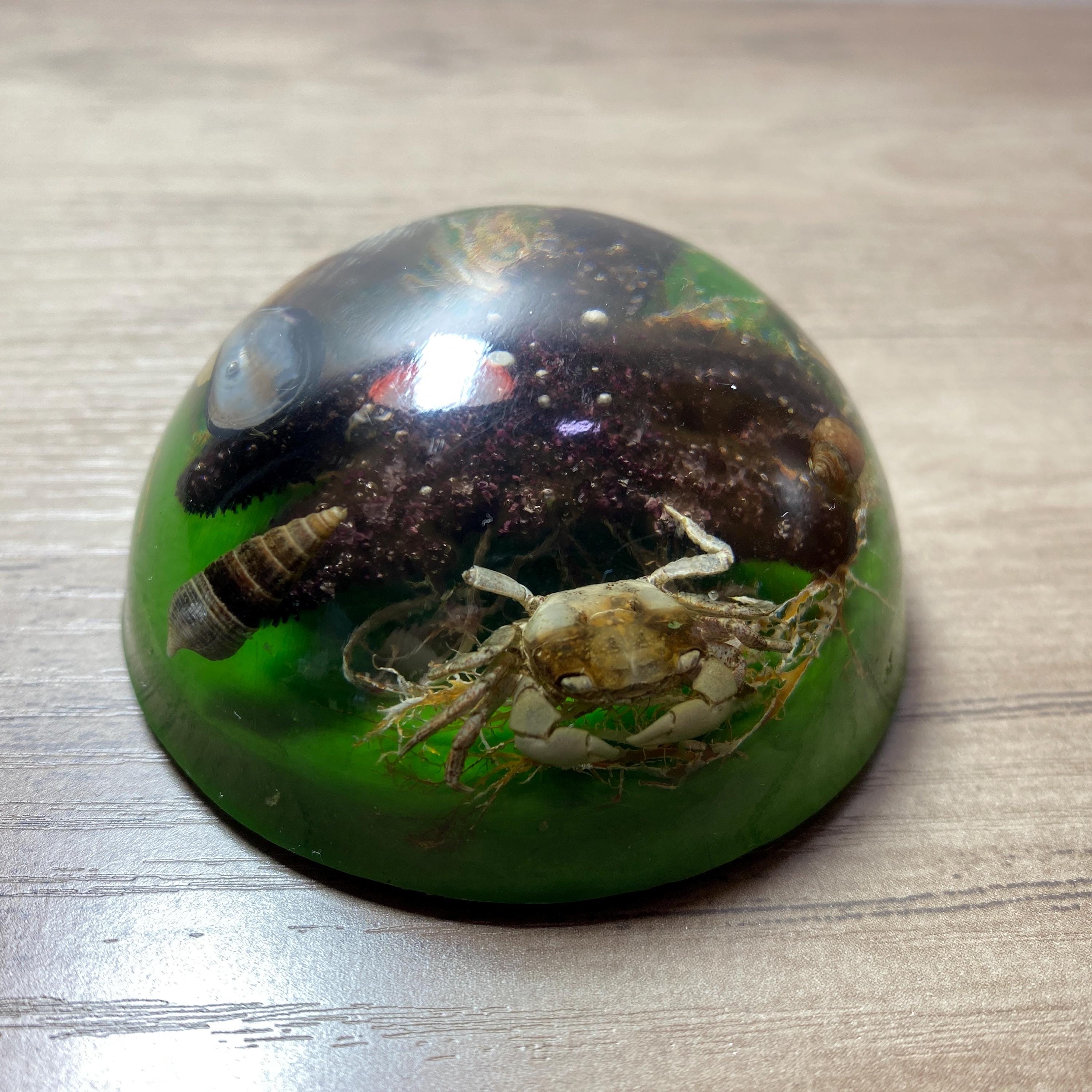 Vintage Lucite Paperweight Ocean Critters Starfish Crab Shells - Etsy
