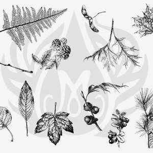 Puede incluir: Un conjunto de ilustraciones en blanco y negro de varias hojas, ramas y bayas. Las ilustraciones son de estilo vintage y serían perfectas para scrapbooking, creación de tarjetas u otros proyectos de manualidades.