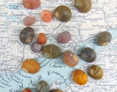 Irish Sea Shells Seashells Beach Shells from Ireland Shells Craft Shells Shells for Crafts or Jewellery Jewelry Making