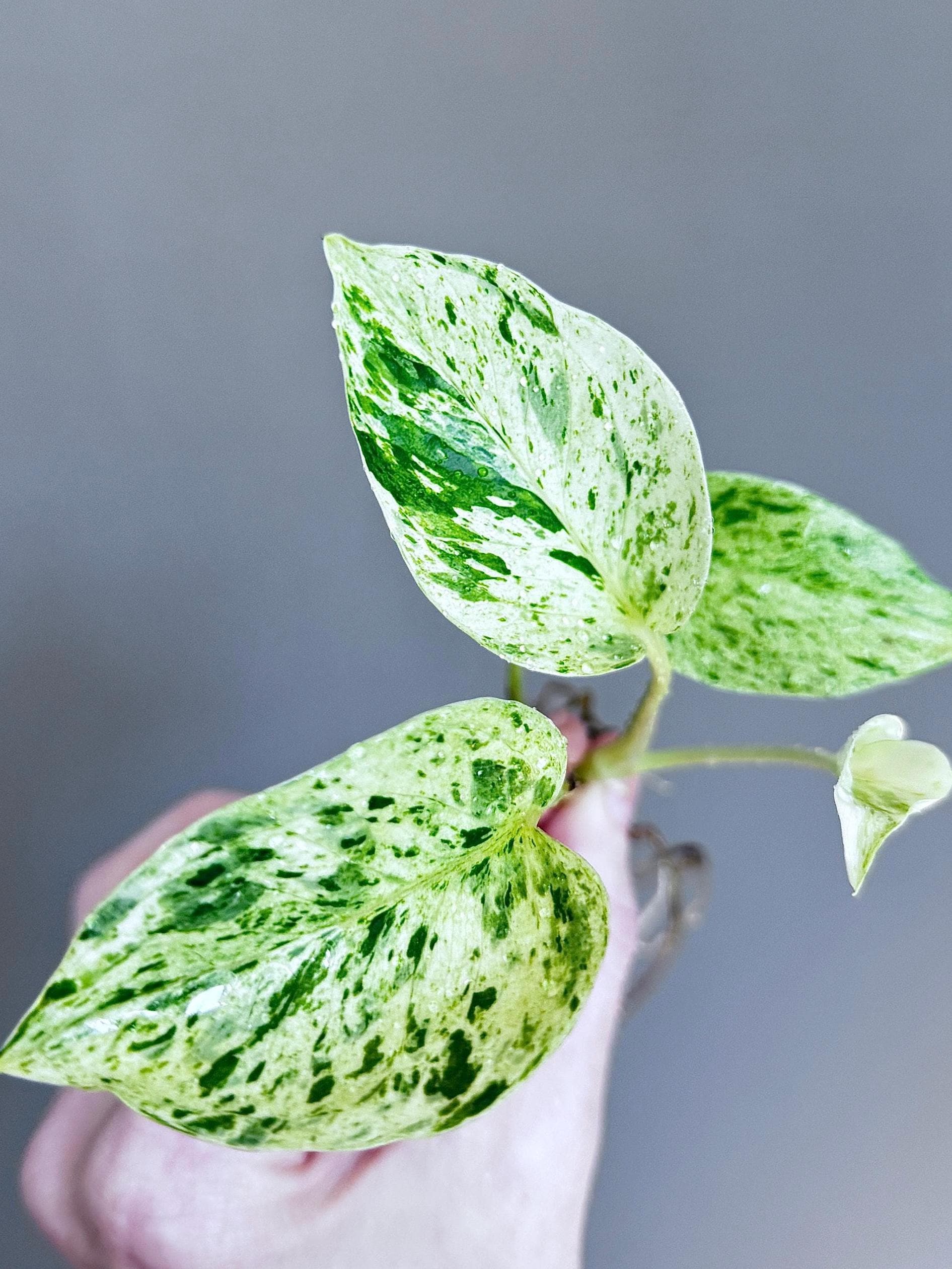 【超マニア向け】Pothos aff.remotiflorus【ジメジメ系】① 超マニア向け】Pothos aff.remotiflorus【ジメジメ系】① 超マニア向け